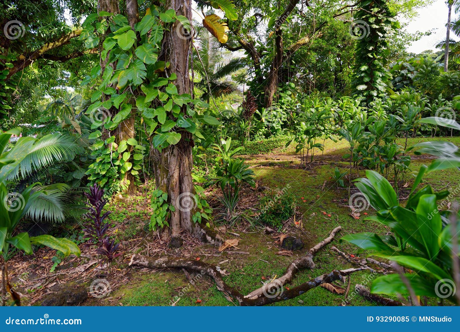 Lush Tropical Vegetation of the Islands of Hawaii Stock Image - Image ...