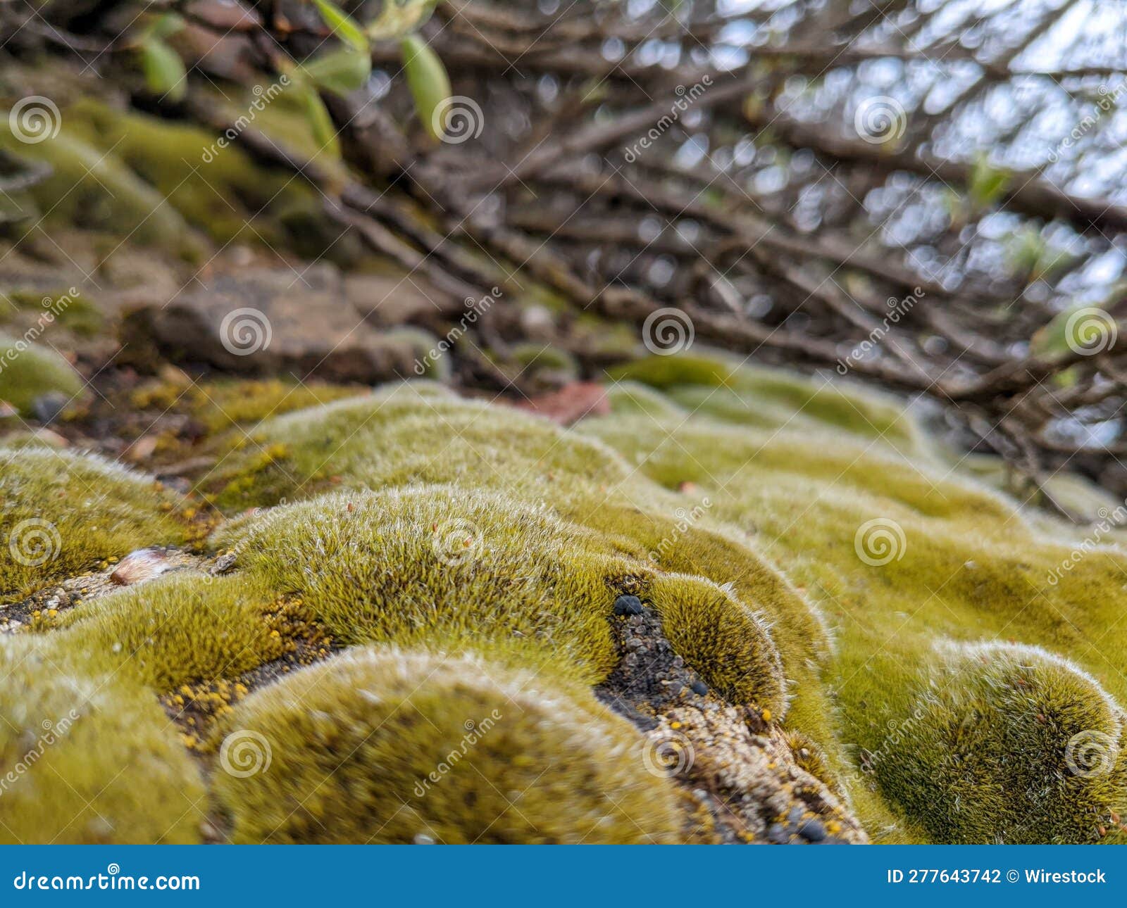 Lush, Vibrant Moss Blanket Covering the Ground. Stock Photo Image of nature, verdant 277643742
