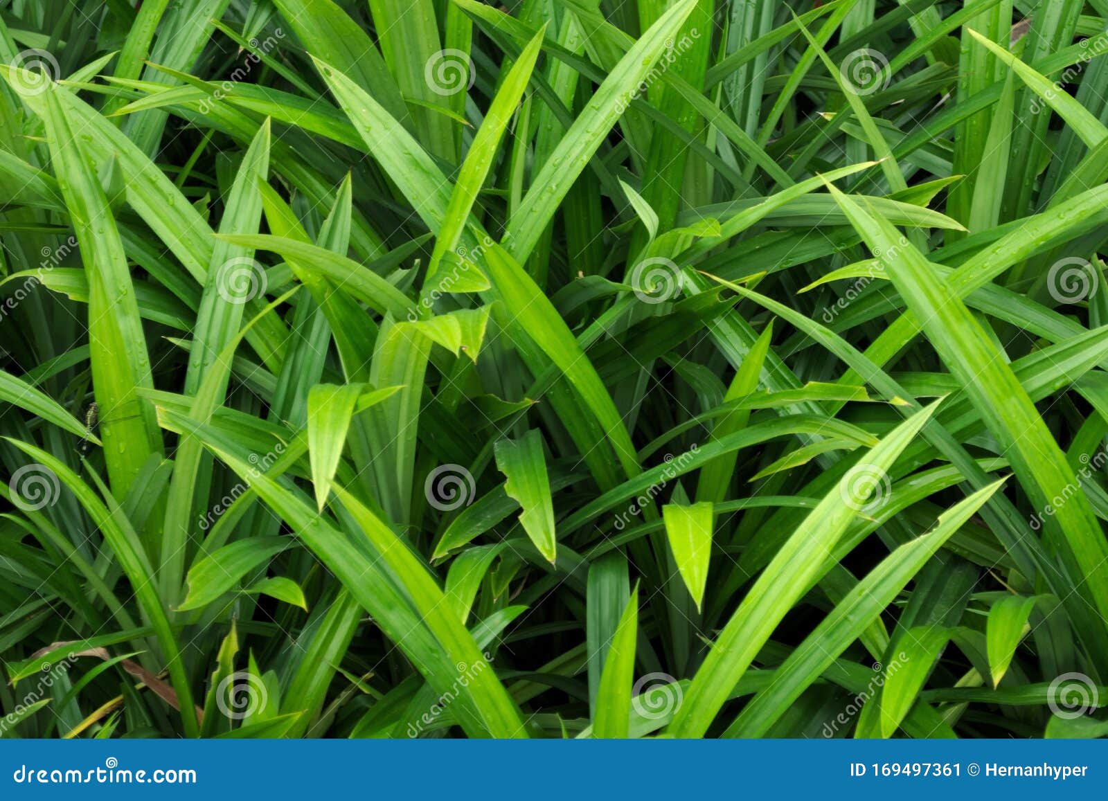 Vivid Lush Grass Wallpaper
