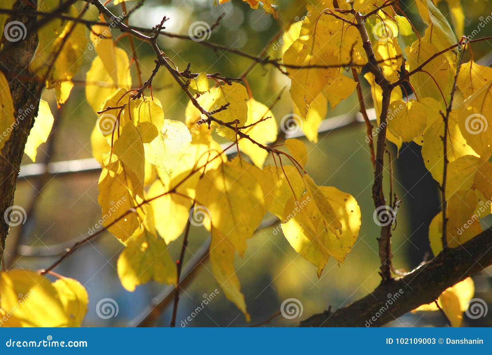 lush yellow foliage of apricot tree backlit by soft sunlight. warm weather, sunny day, good autumn mood.
