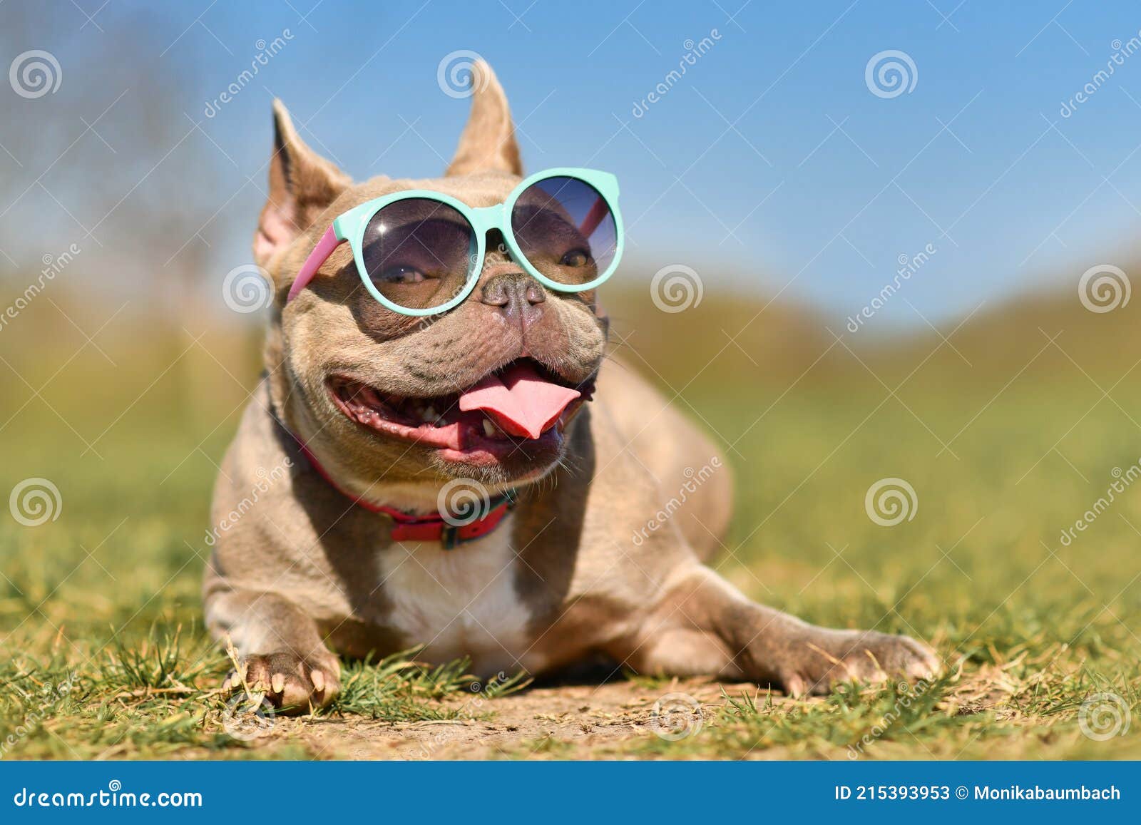 Lustig Cool Französisch Bulldogge Hund Trägt Blaue Sonnenbrille Im Sommer  an Heißen Tag Stockbild - Bild von überhitzung, bulldogge: 215393953