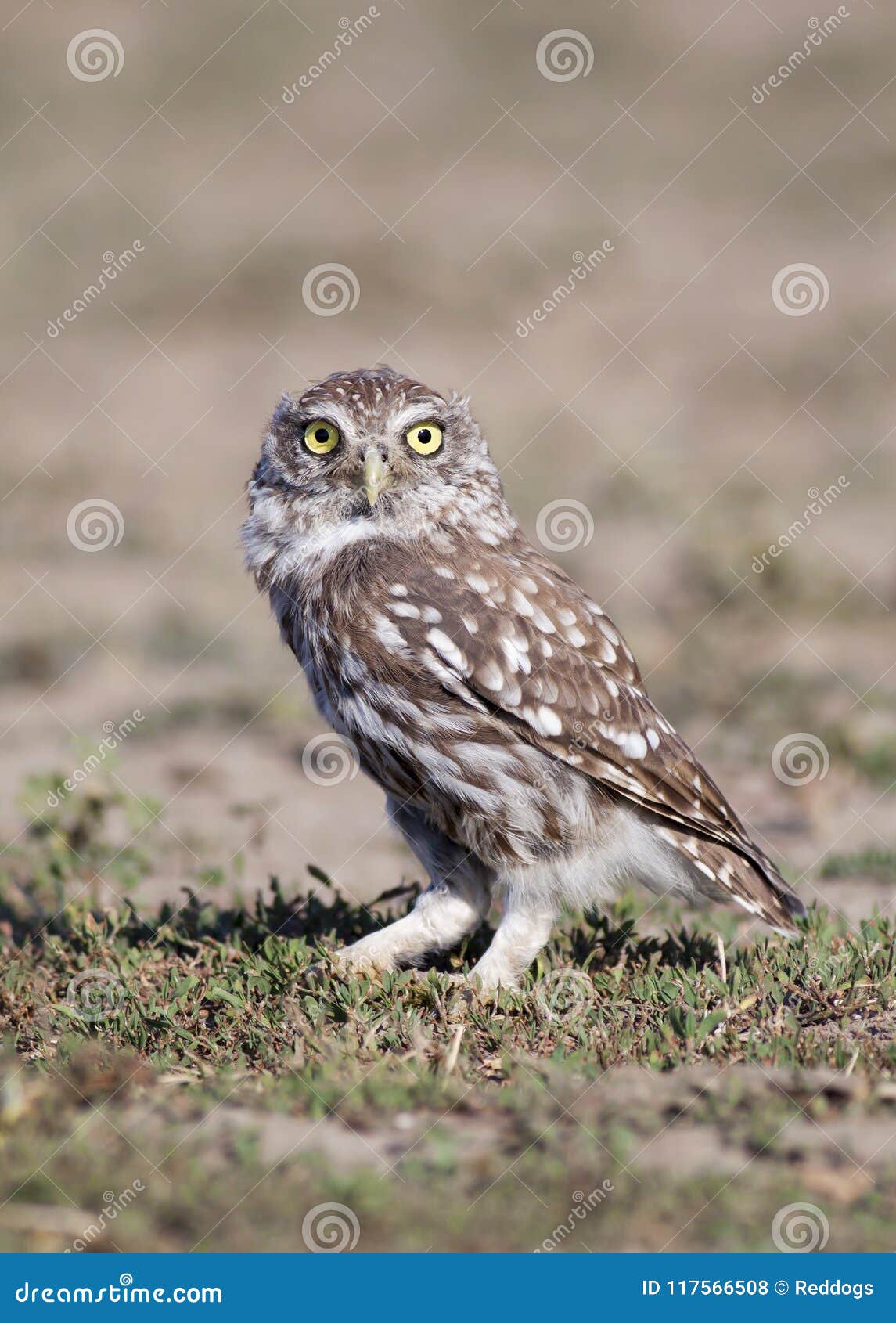 Lustige Eule Die Im Gras Schaut Stockfoto Bild Von Vogel Gelb