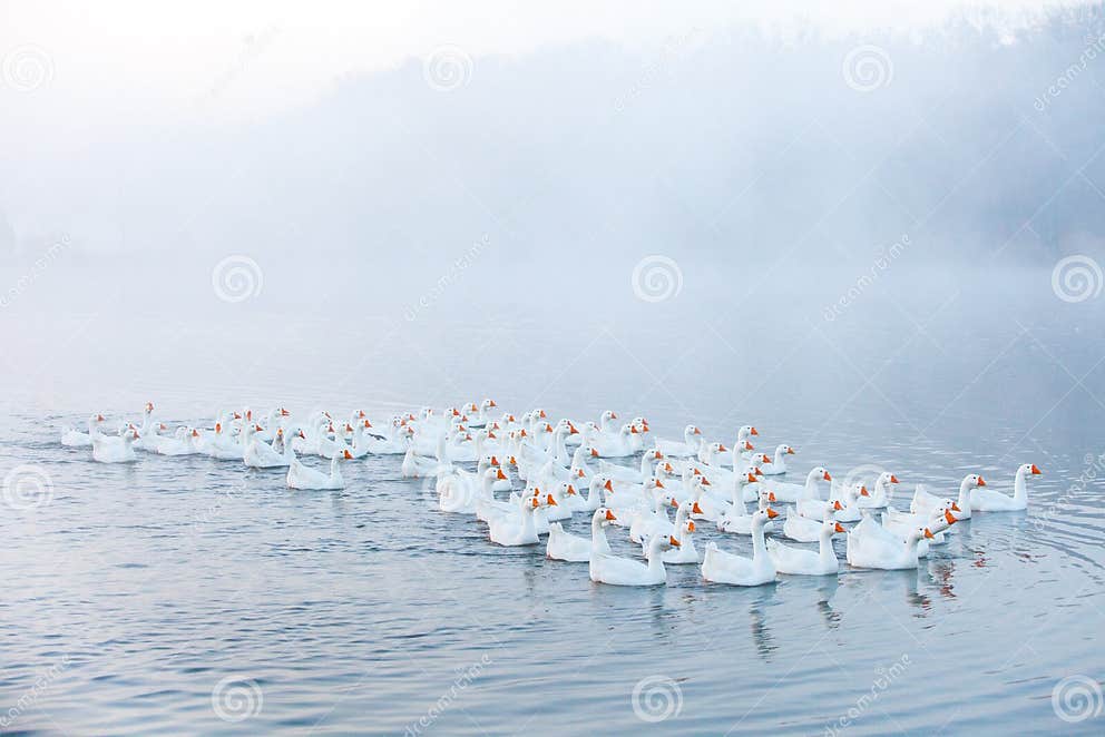 Lustige Gans SchwimmenGänse Inländische Gänse Schwimmen Im Teich Menge