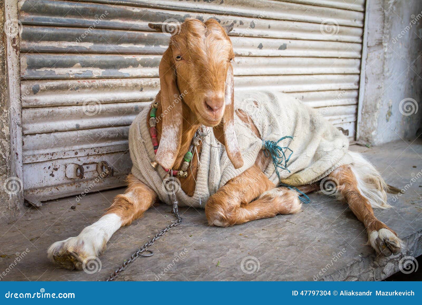 Lustige Gekleidete Ziege In Indien Stockfoto Bild Von Lustige Indien