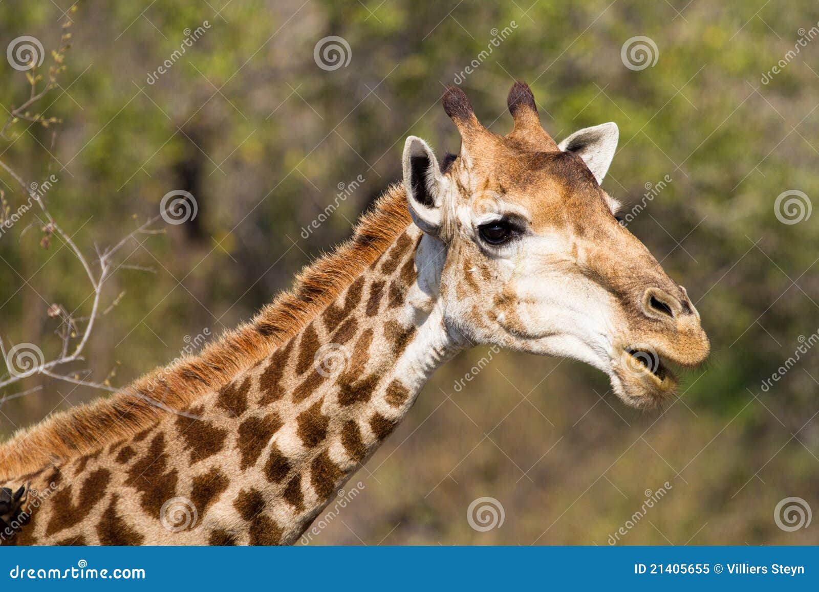 Lustige Giraffe stockbild. Bild von gesicht, geöffnet - 21405655