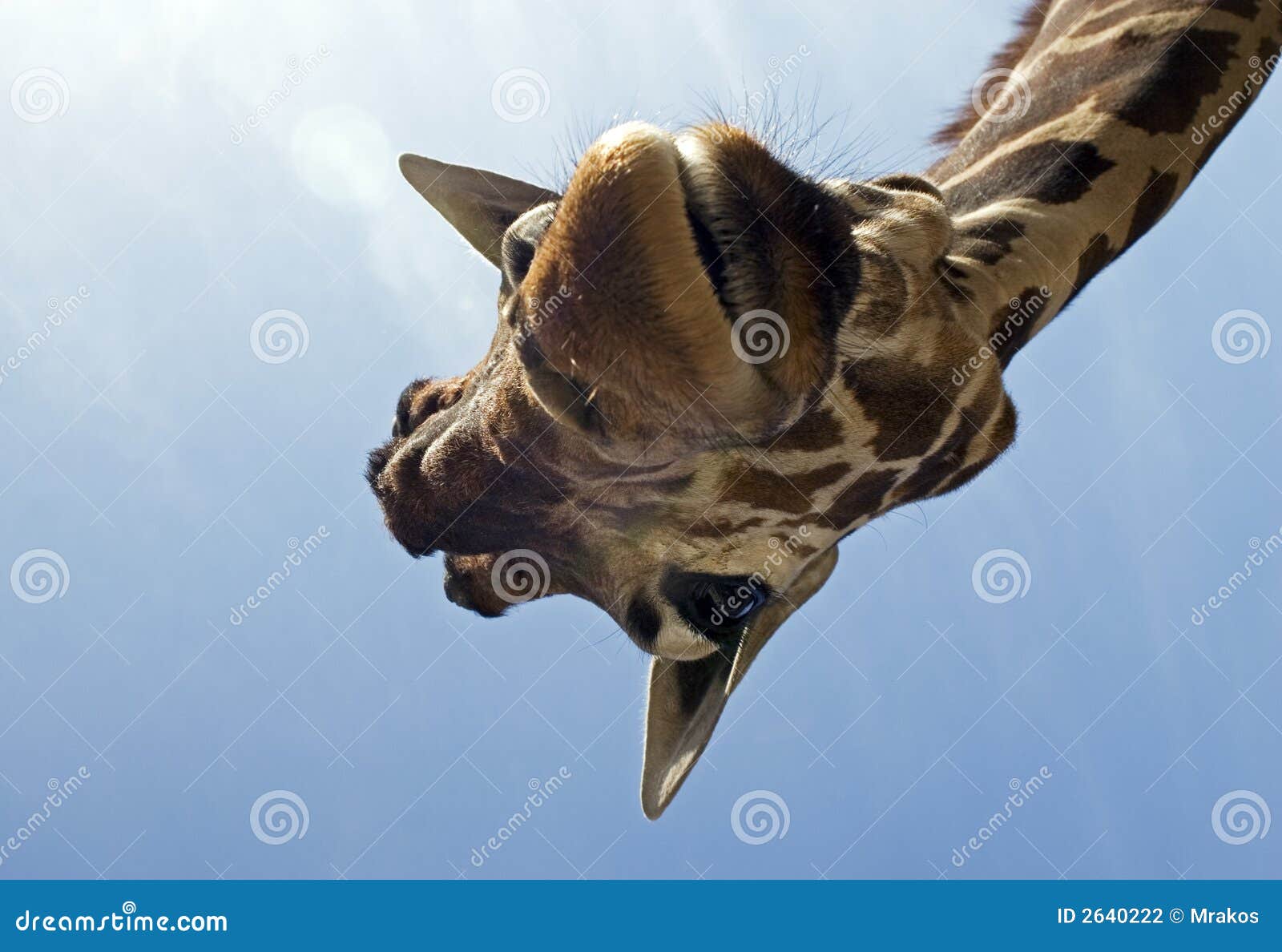 Lustige Giraffe Stockfoto Bild Von Giraffe Lustige