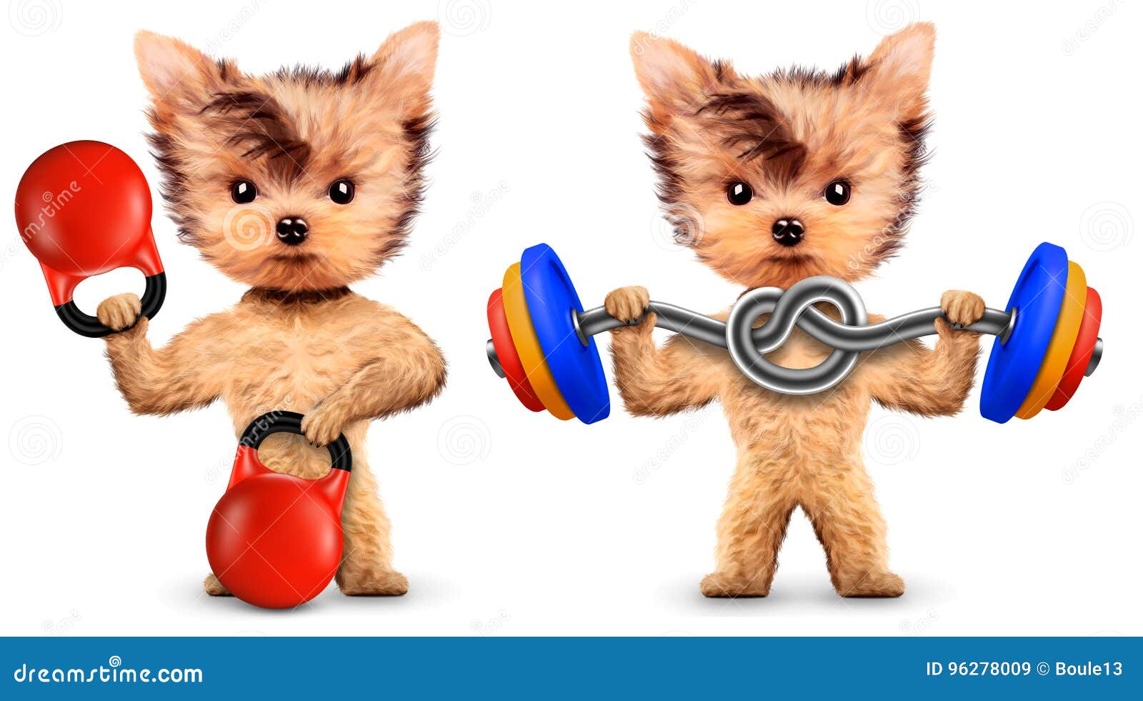 Lustige Hunde, Die Mit Kettlebell Und Dummkopf Ausbilden Stock