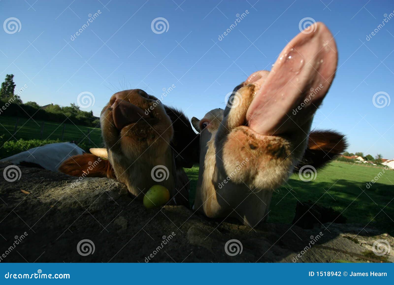 Lustige Kuhe Stockfoto Bild Von Kuhe Lustige