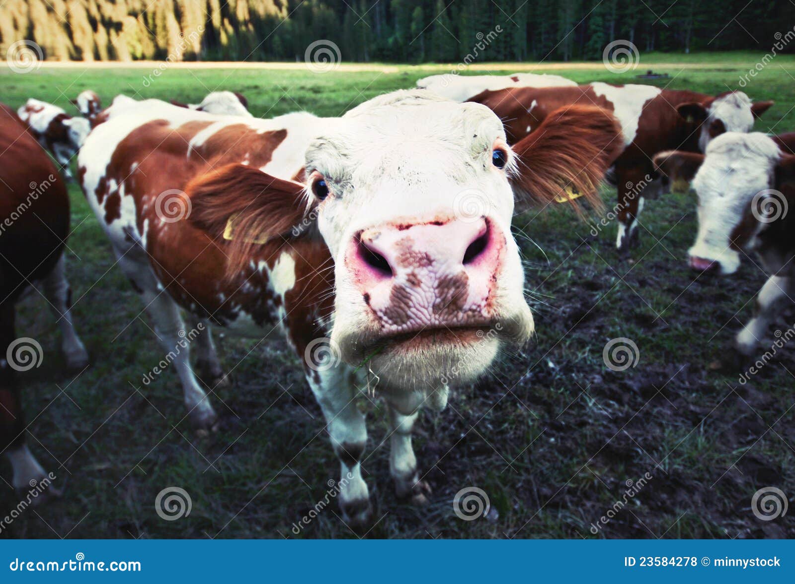 Lustige Kuh stockfoto. Bild von komisch, beweidung, wiese - 23584278