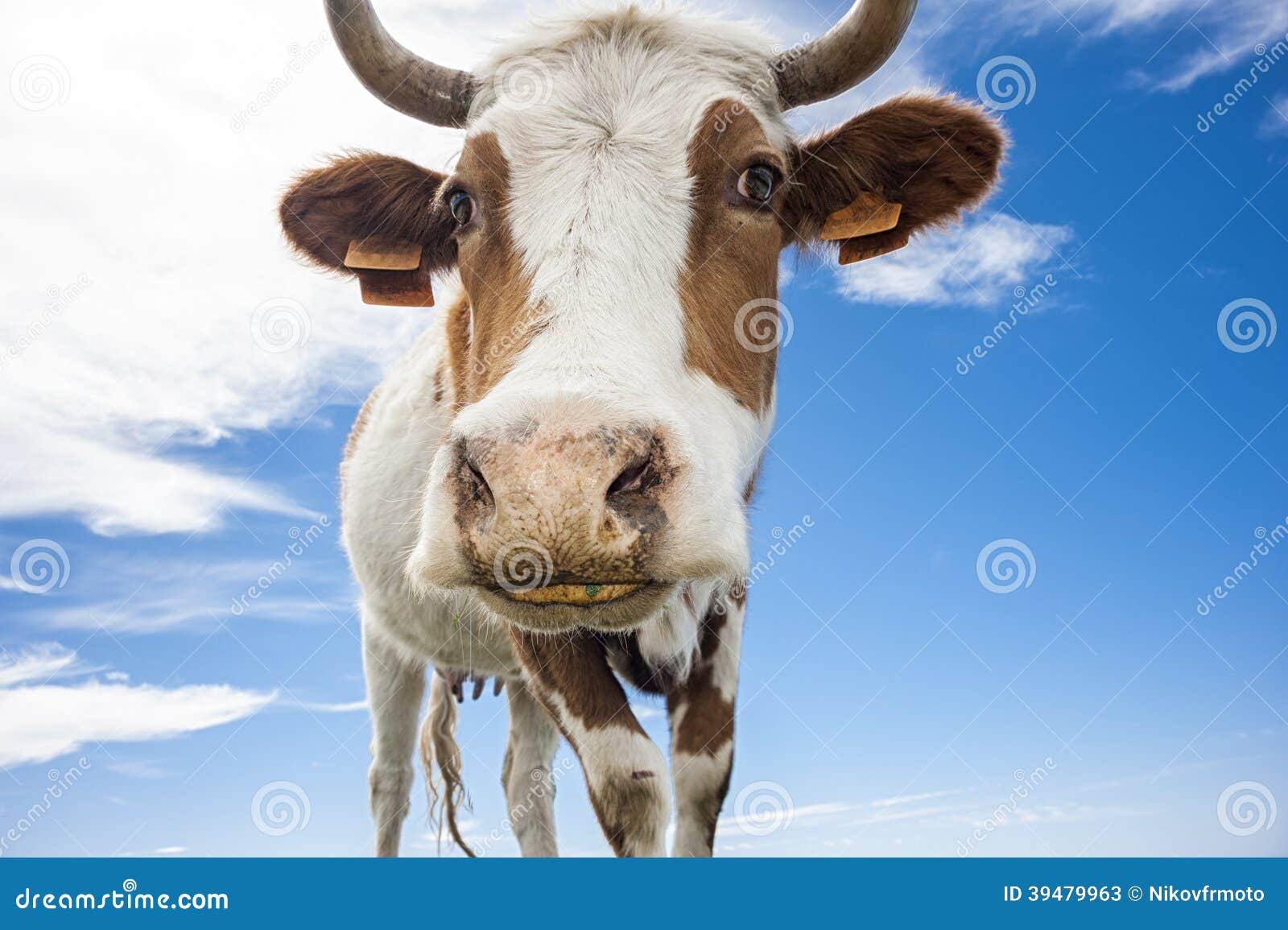 Lustige Kuh stockbild. Bild von schauen, bauernhof, lächeln - 39479963