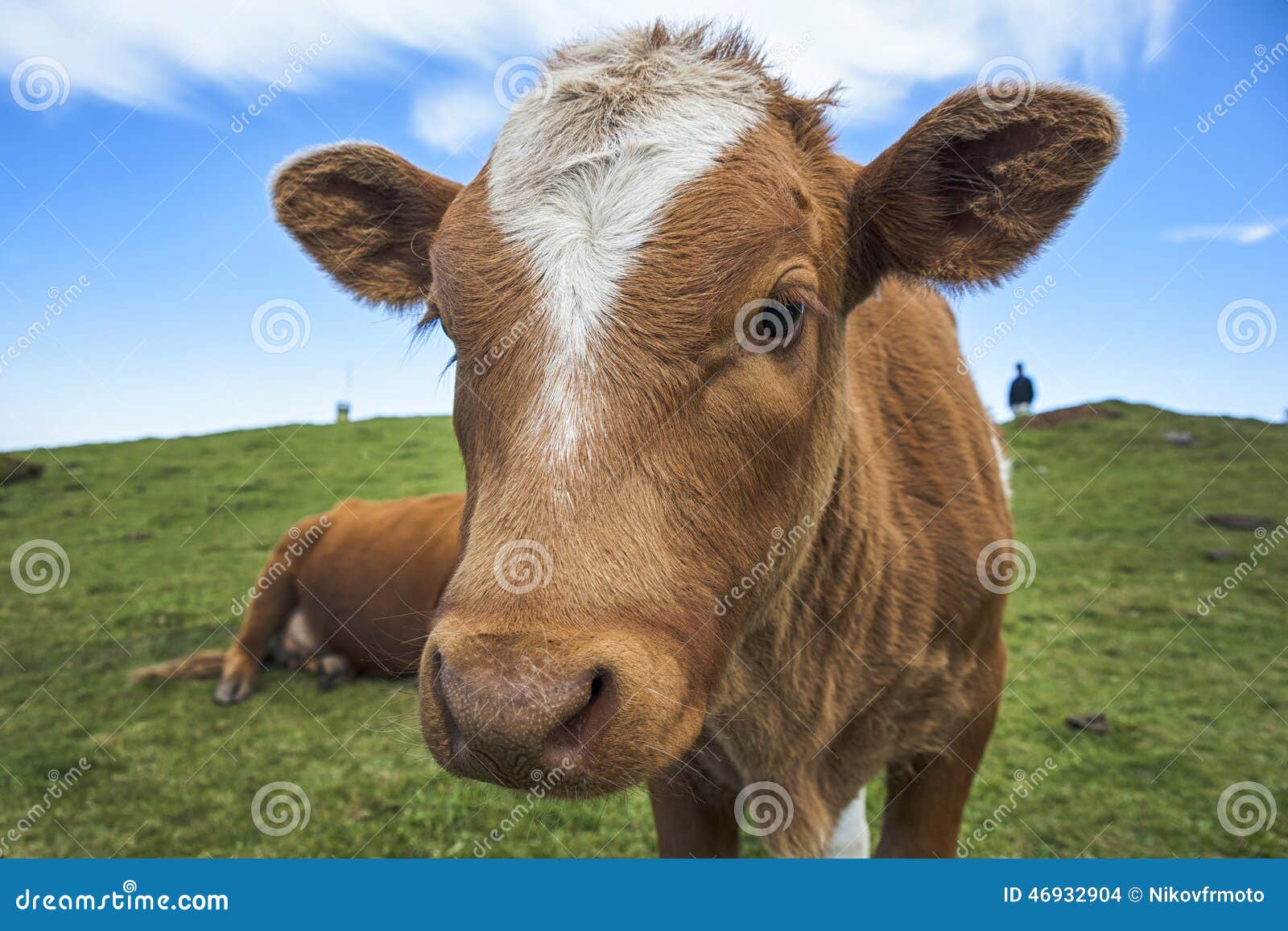 Lustige Kuh stockfoto. Bild von kopf, feld, schauen, rinder - 46932904