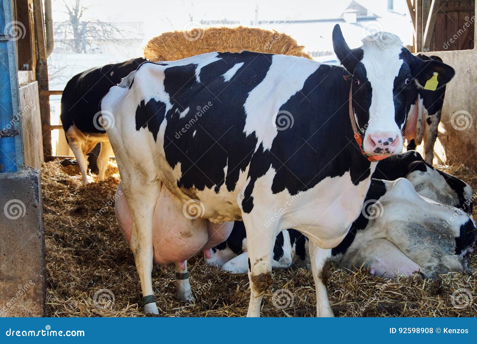 Lustige Kuh Mit Den Vollen Milchigen Eutern Stockfoto Bild Von Frontseite Tier 92598908