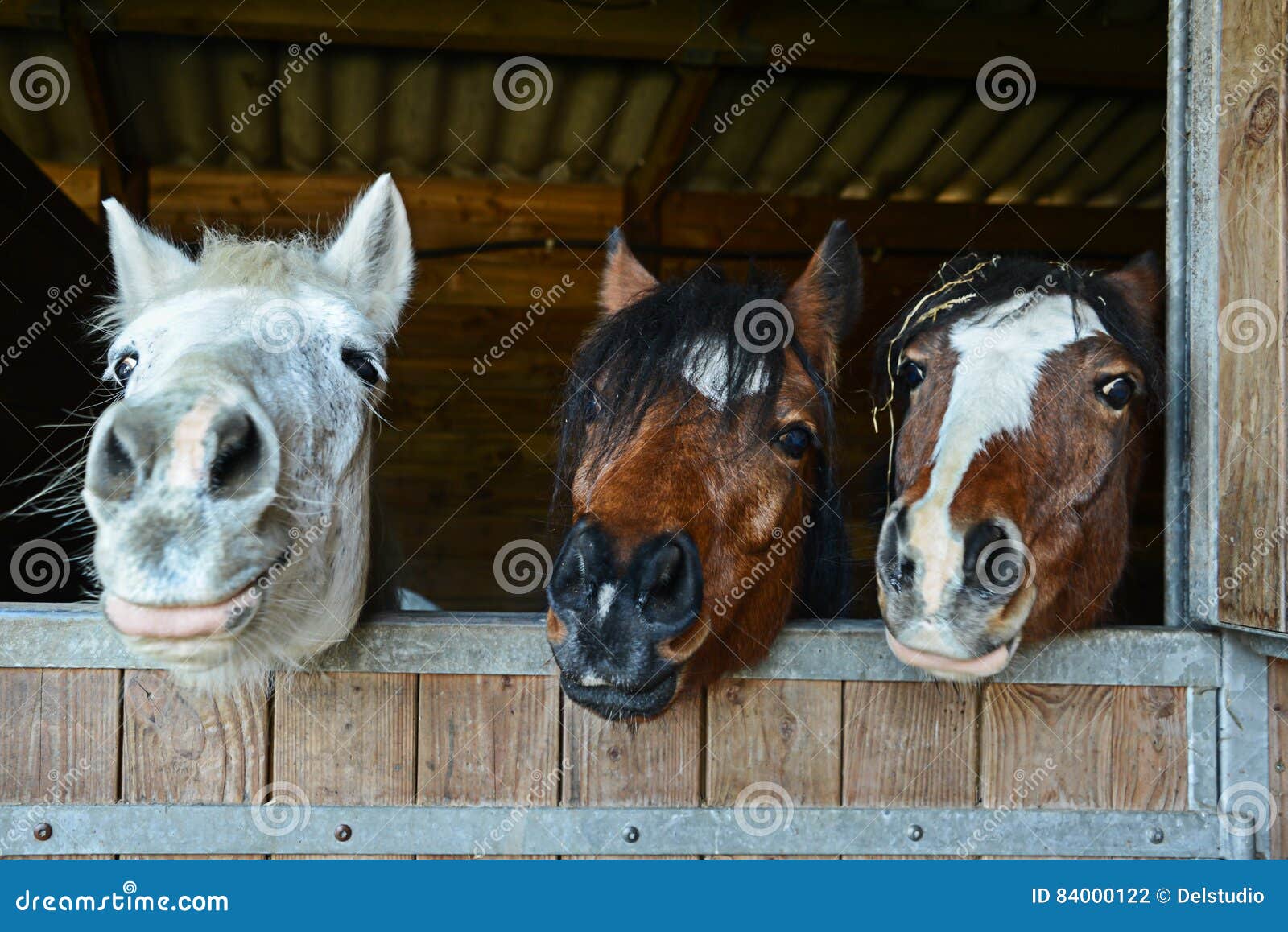 Lustige Pferde In Ihrem Stall Stockfoto Bild Von Pferde Lustige