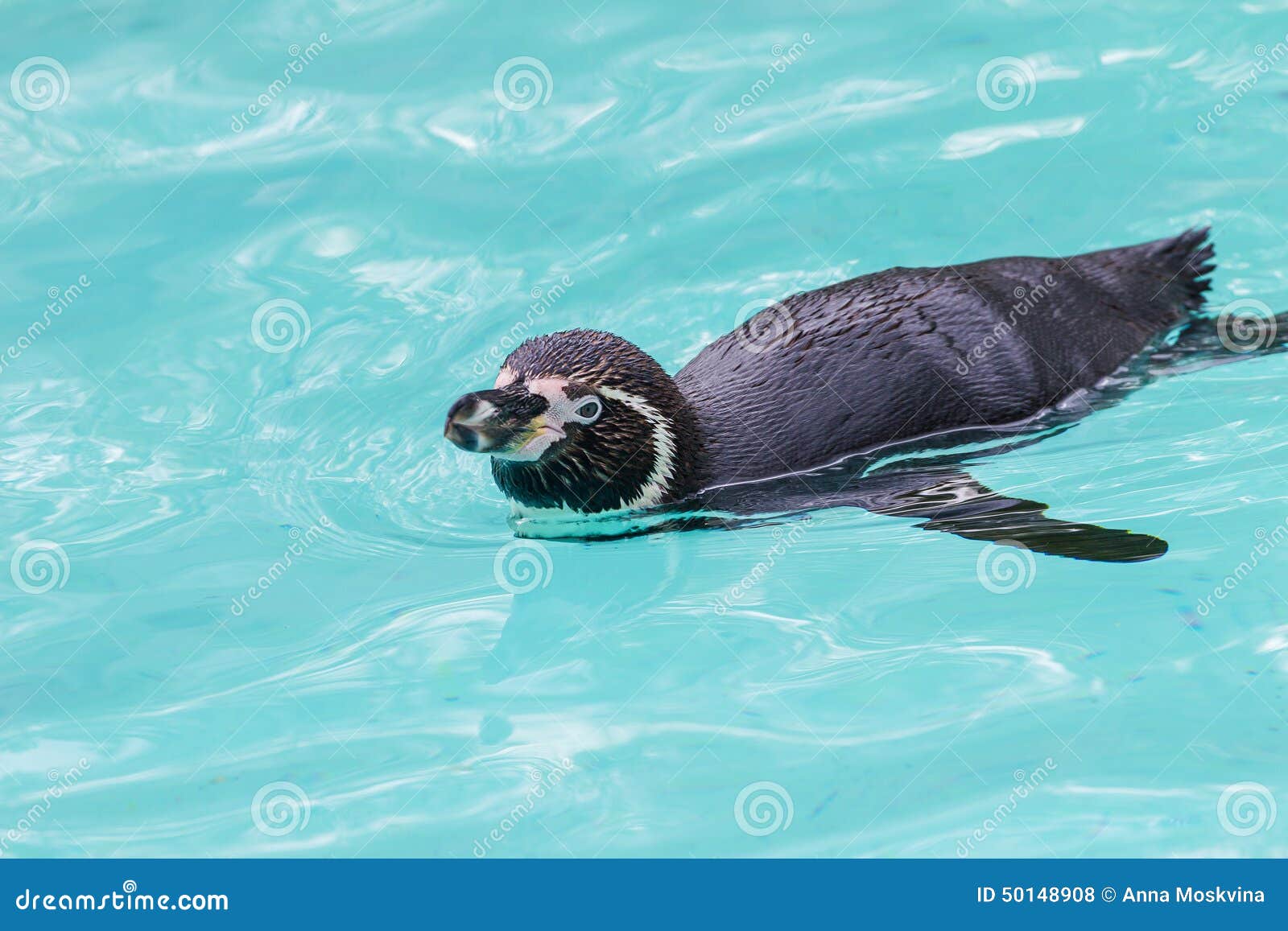 Lustige Pinguine Stockfoto Bild Von Pinguine Lustige