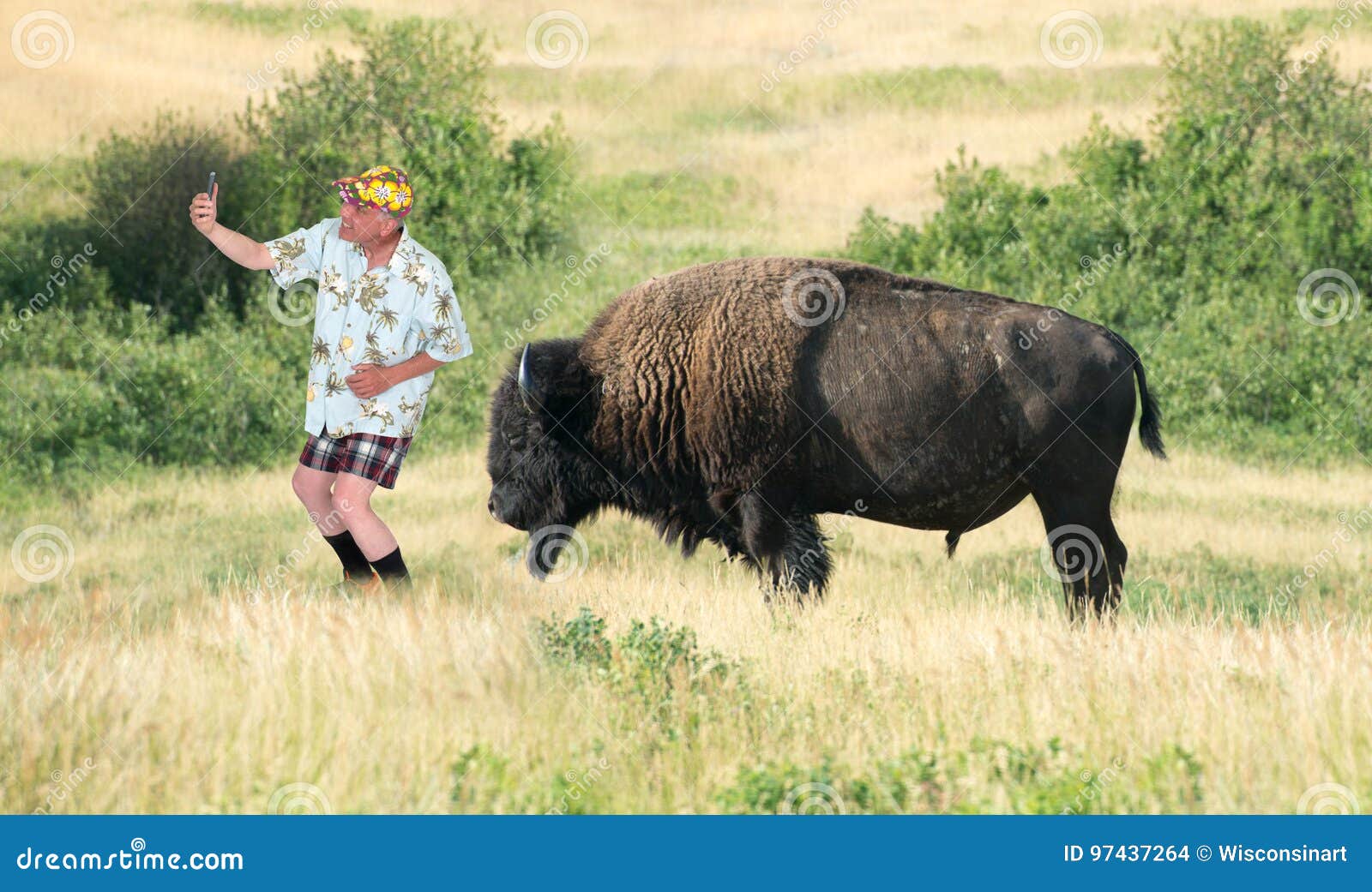 Lustige Reise Touristische Kamera Selfie Buffel Stockfoto Bild Von Bison Leute