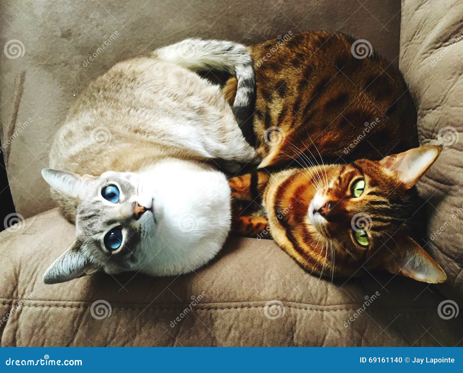 Lustige Tiere Stockfoto Bild Von Katzen Haustiere Stehen 69161140