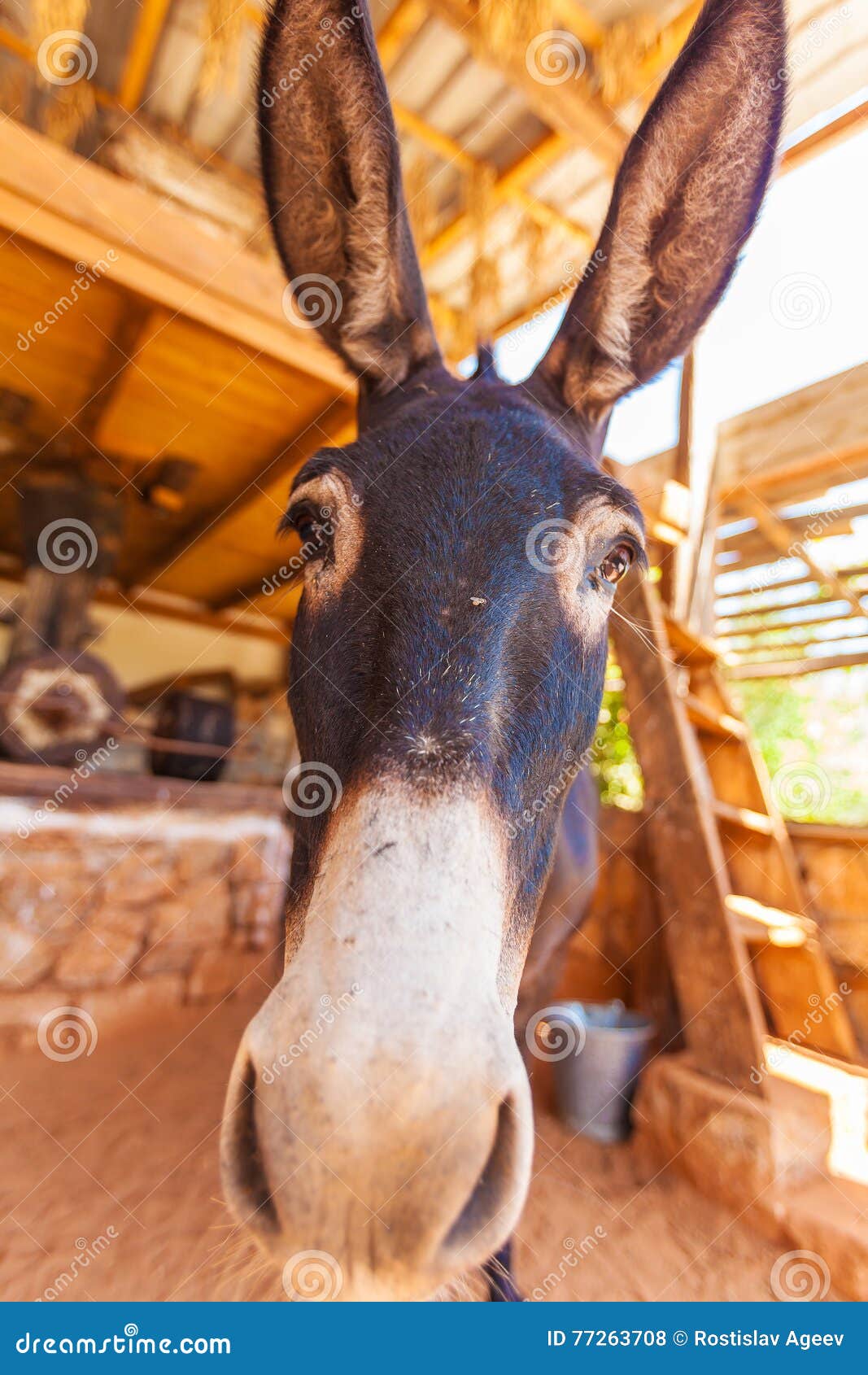 Lustiger BauernhofEsel Mit Den Langen Ohren Stockfoto