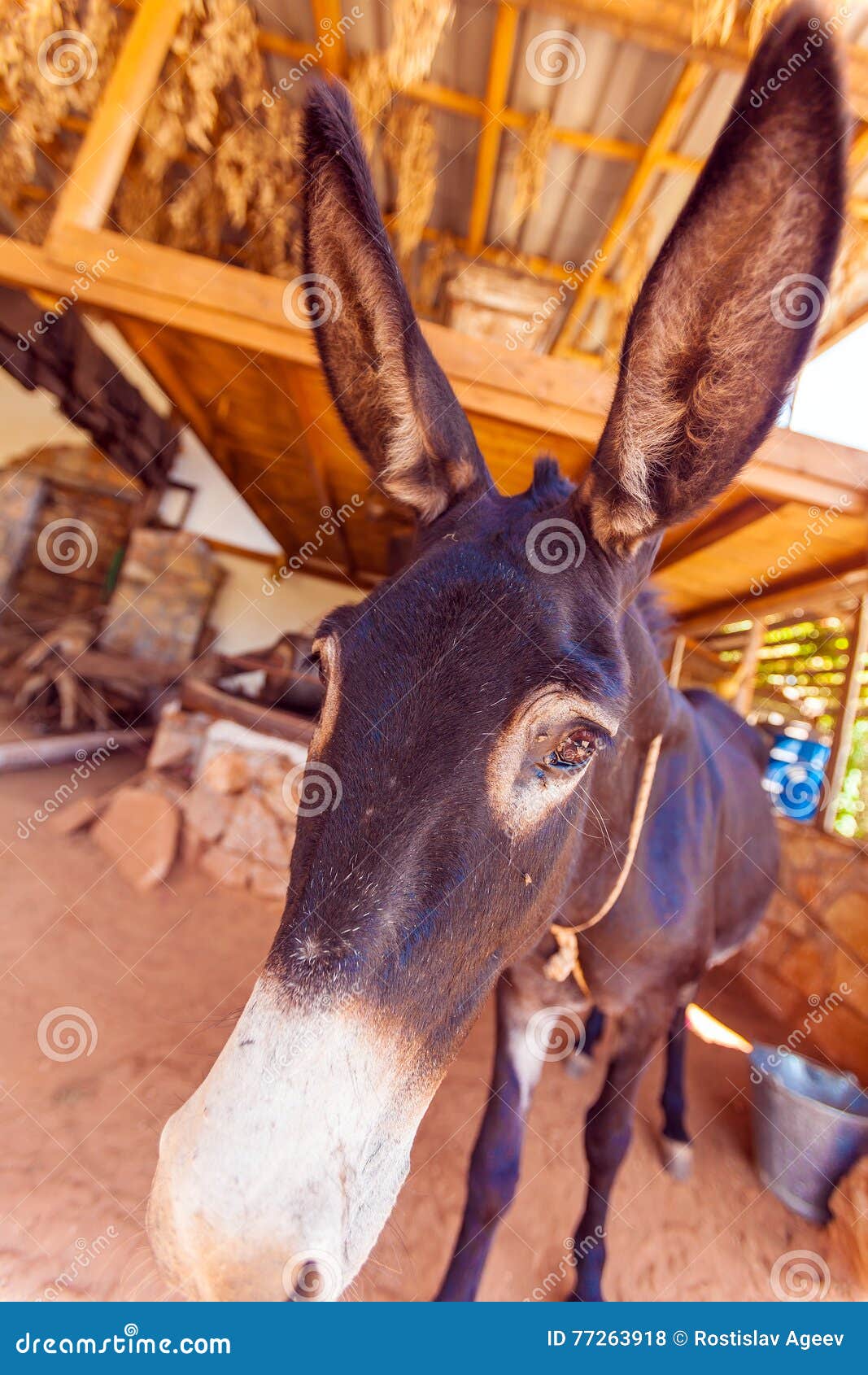 Lustiger BauernhofEsel Mit Den Langen Ohren Stockfoto