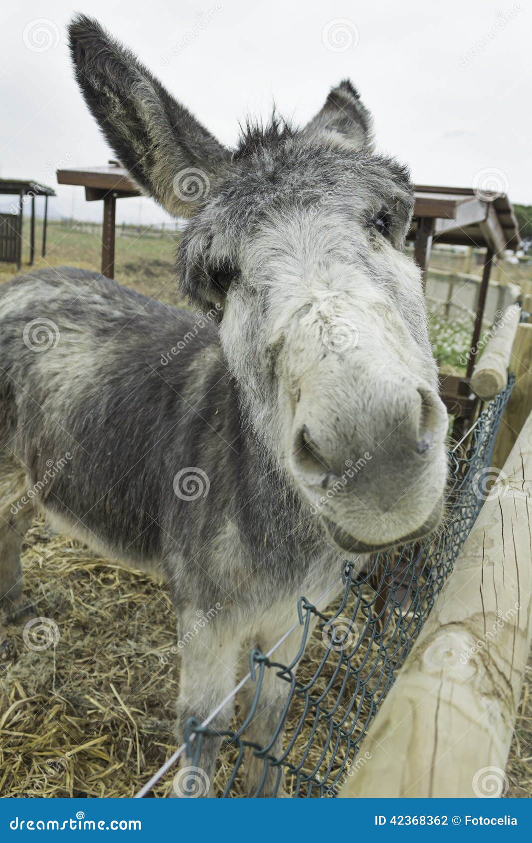 Lustiger Esel stockfoto. Bild von fußböden, landschaft