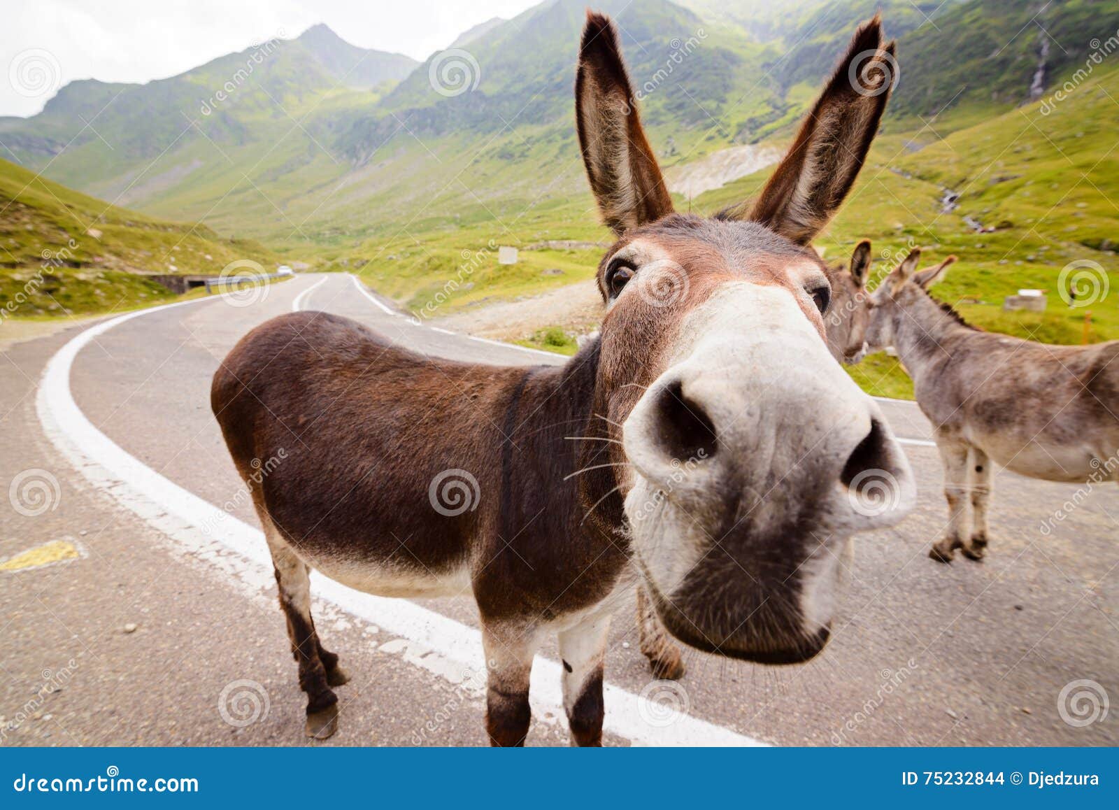 Lustiger Esel auf Straße stockfoto. Bild von inländisch