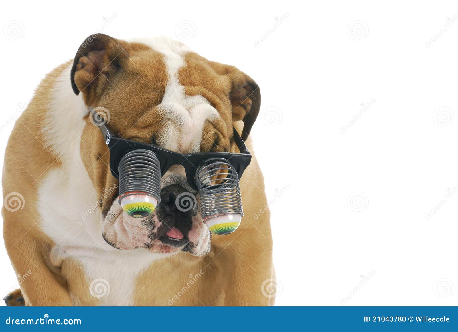 Lustiger Hund stockfoto Bild von hunde nett Lustiger Hund stockfoto Bild von hunde nett