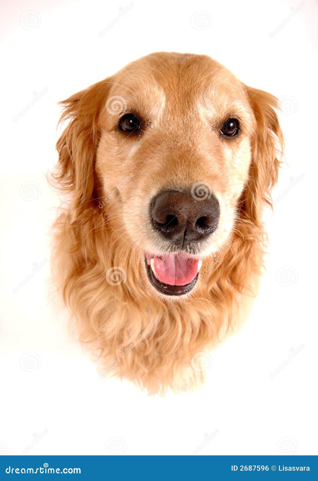 Lustiger Hund stockfoto Bild von reinrassig haustier Lustiger Hund stockfoto Bild von reinrassig haustier