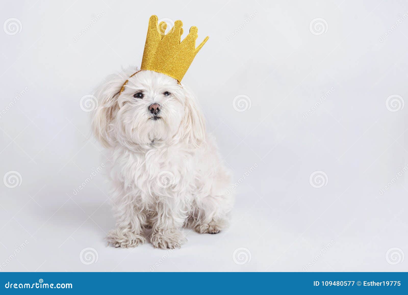 Lustiger Geburtstagsspruch Hund Lustiger Geburtstagsspruch Hund