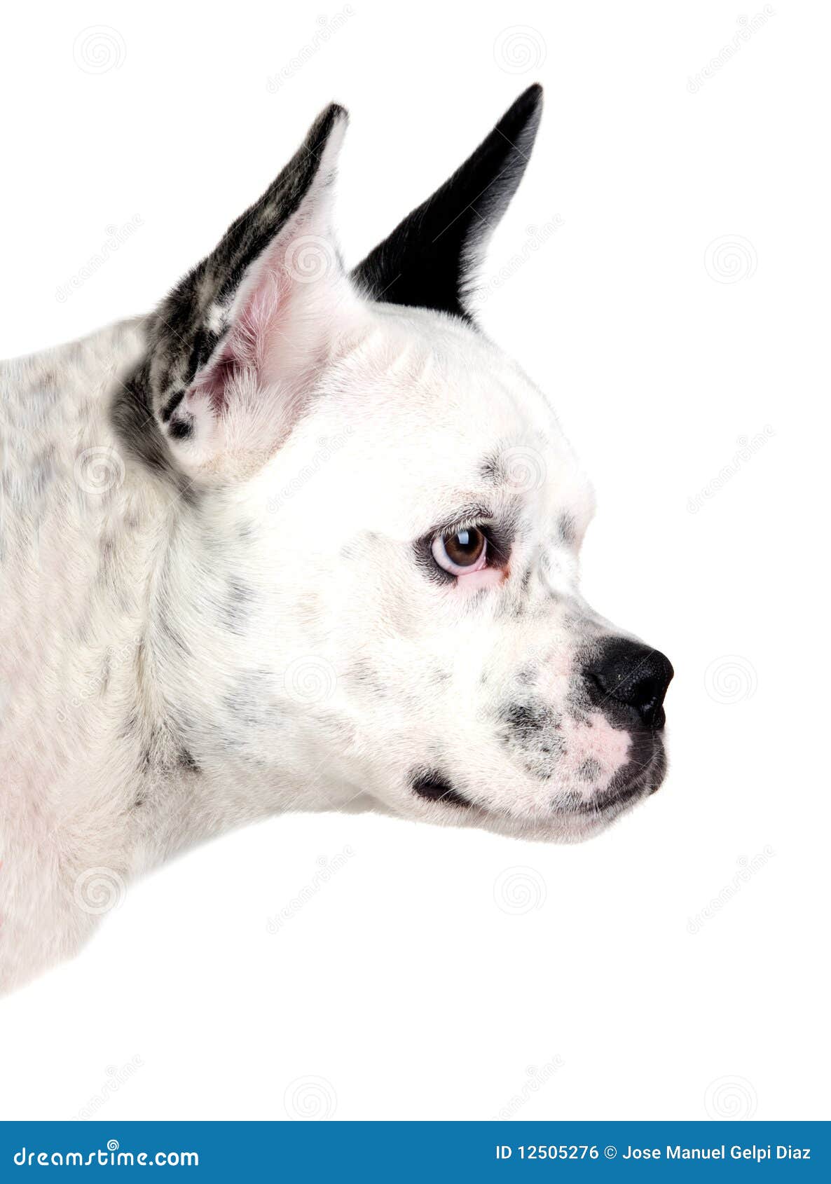 Lustiger Hund Schwarzweiss Mit Den Großen Ohren Von Der Seite Stockfoto