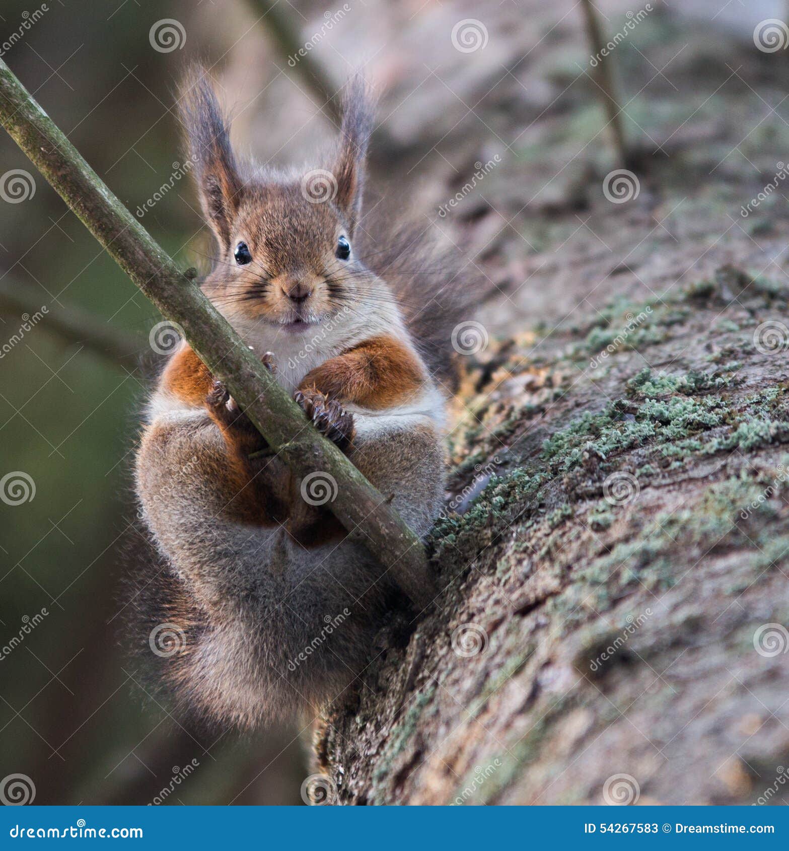 Lustiges Eichhornchen Stockbild Bild Von Eichhornchen