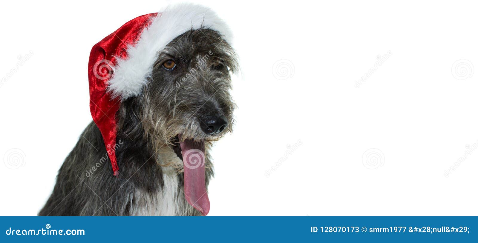 Lustiges Hundgrinch, Das Weihnachten Mit Einem SanktHut Und Einem Si