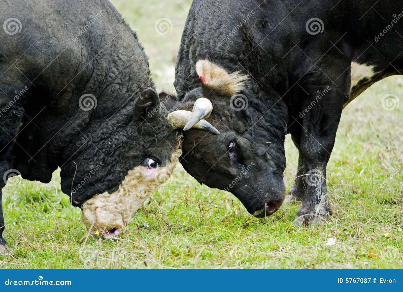 Fotos de Luta de touros, Imagens de Luta de touros sem royalties
