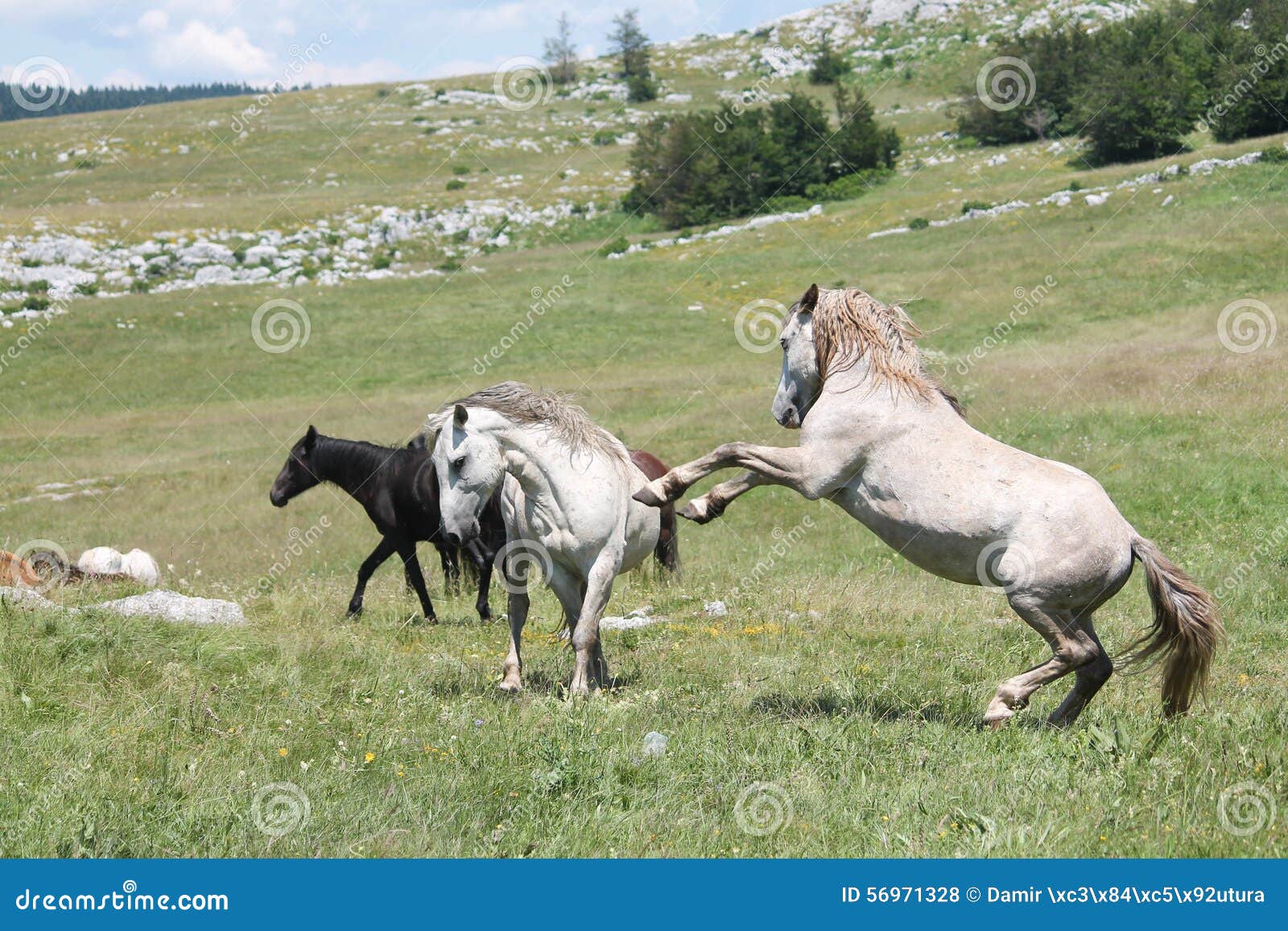 Luta dos cavalos selvagens. No planalto Kruzi perto de Livno, de Bósnia e de Herzegovina, vidas um rebanho de aproximadamente 400 cavalos selvagens Os garanhões de combate para a dominação são parte da vida do rebanho