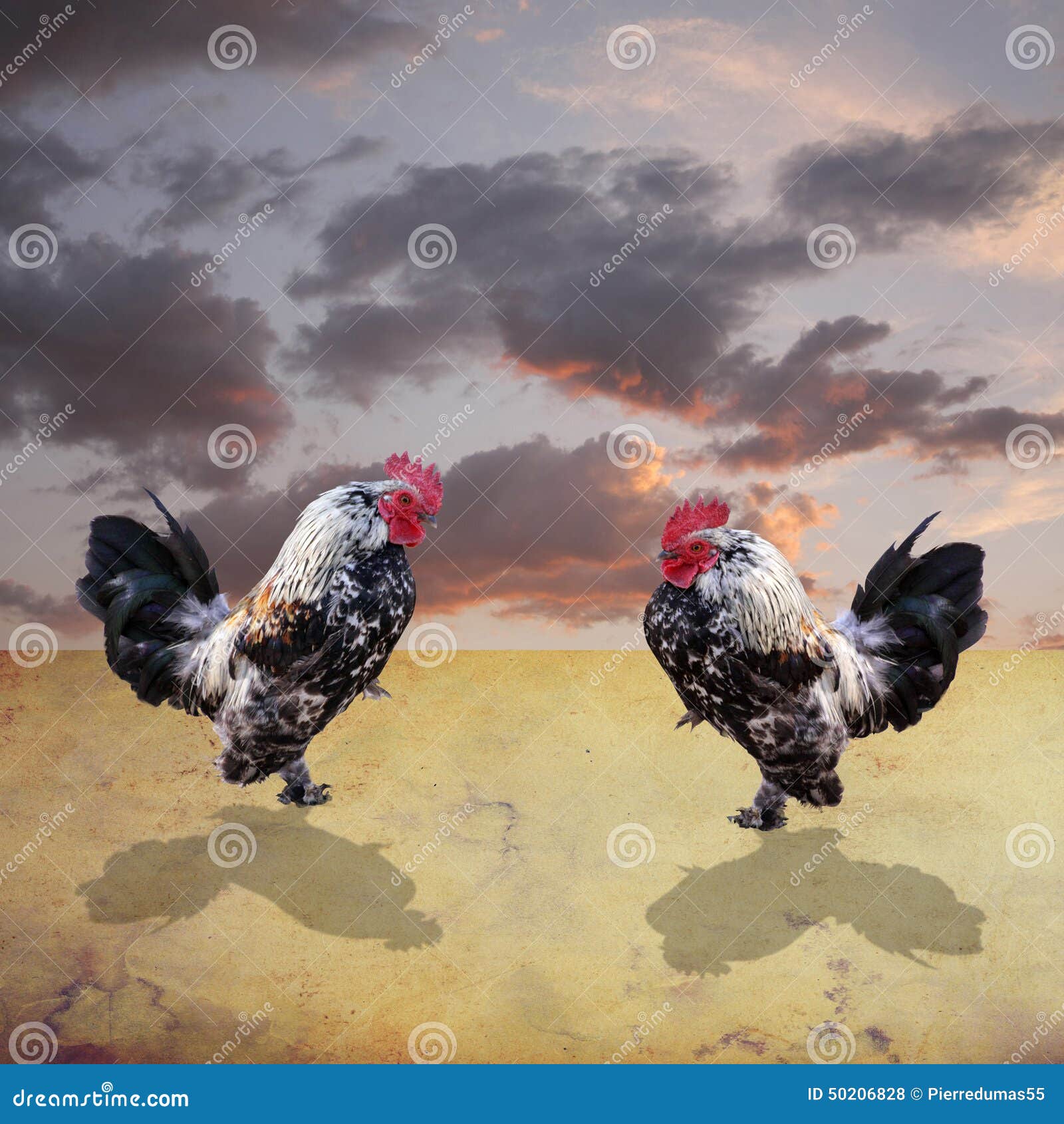 Luta dos galos foto de stock. Imagem de luta, multicamada - 50206828