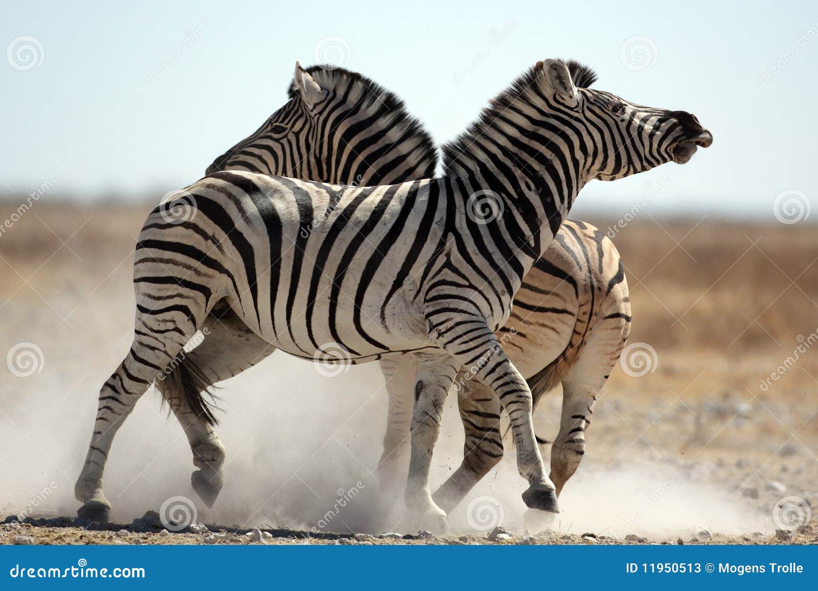 Luta dos garanhões da zebra. Machos da terra comum ou da zebra das planícies, parque nacional de Etosha, Namíbia