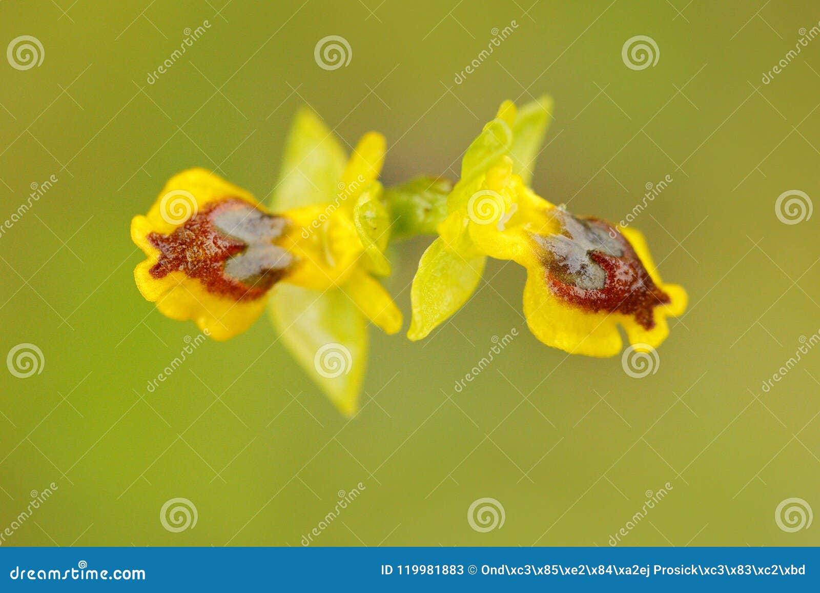 Lutea del Ophrys, Ophrys amarillo, Gargano en Italia Orquídea salvaje terrestre europea floreciente, hábitat de la naturaleza Detalle hermoso de la floración, escena de la primavera de Europa Flor salvaje en prado verde