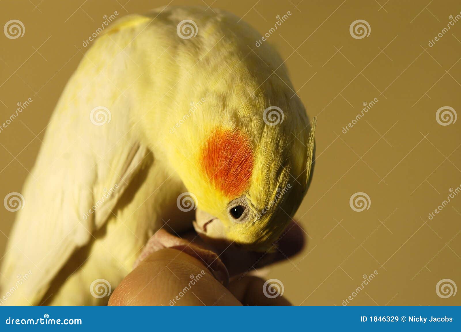 Lutino Cockatiel Picture. Image 1846329