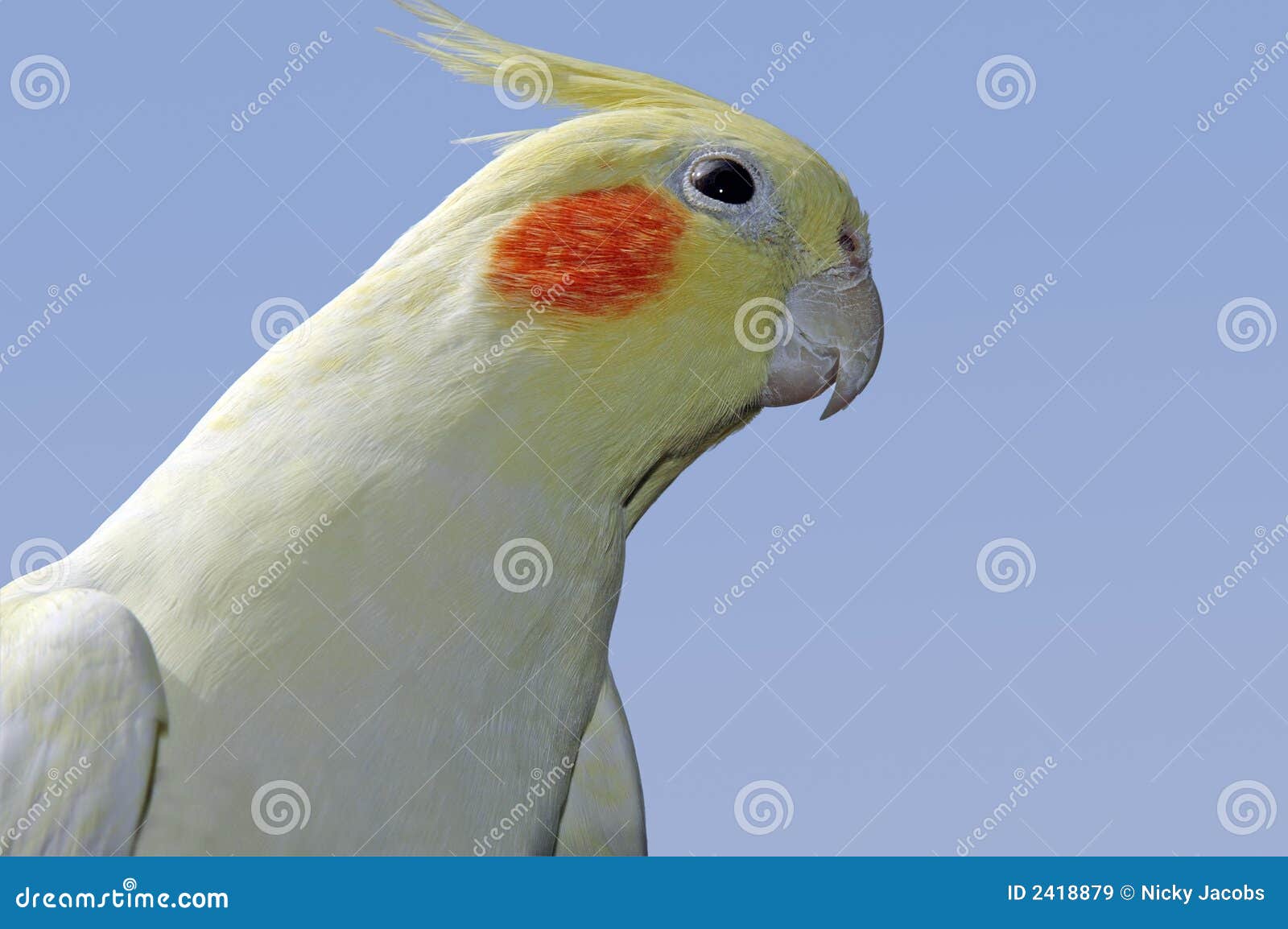 Violet Indian Ring Neck (Male) - GAC Parrots