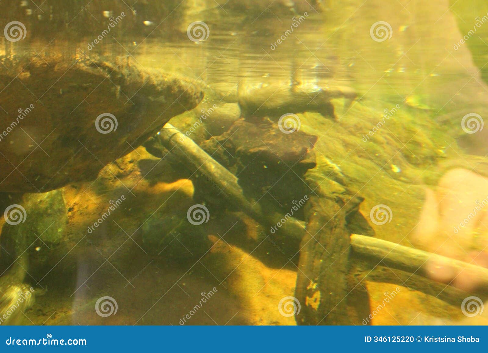 lutra cinerea, aonyx cinereus or amblonyx cinereus.otter pool with water and logs and tree branches