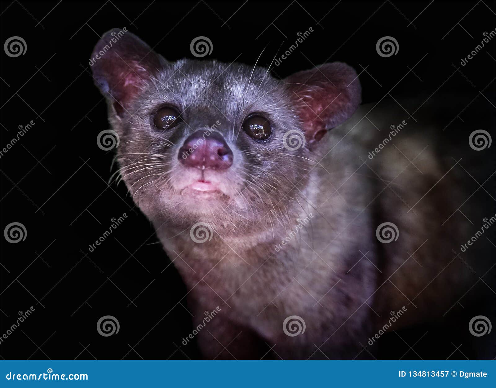 luwak civet cat in bali, indonesia
