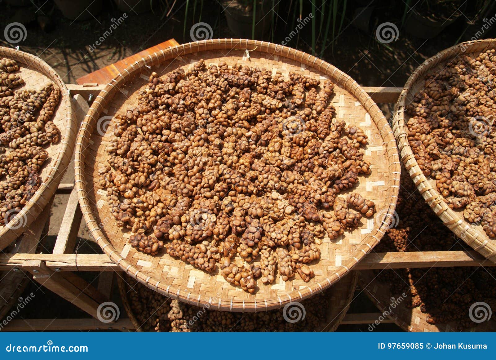 luwak coffee bean