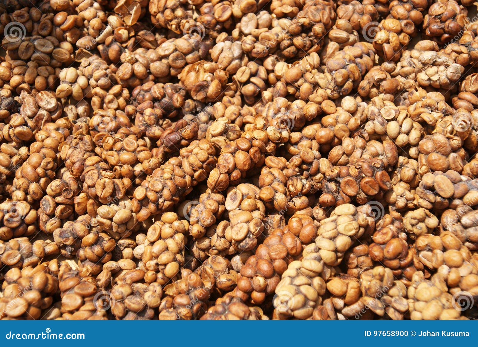 Luwak coffee beans stock photo. Image of cherries, close - 97658900 Luwak coffee beans stock photo. Image of cherries, close - 97658900