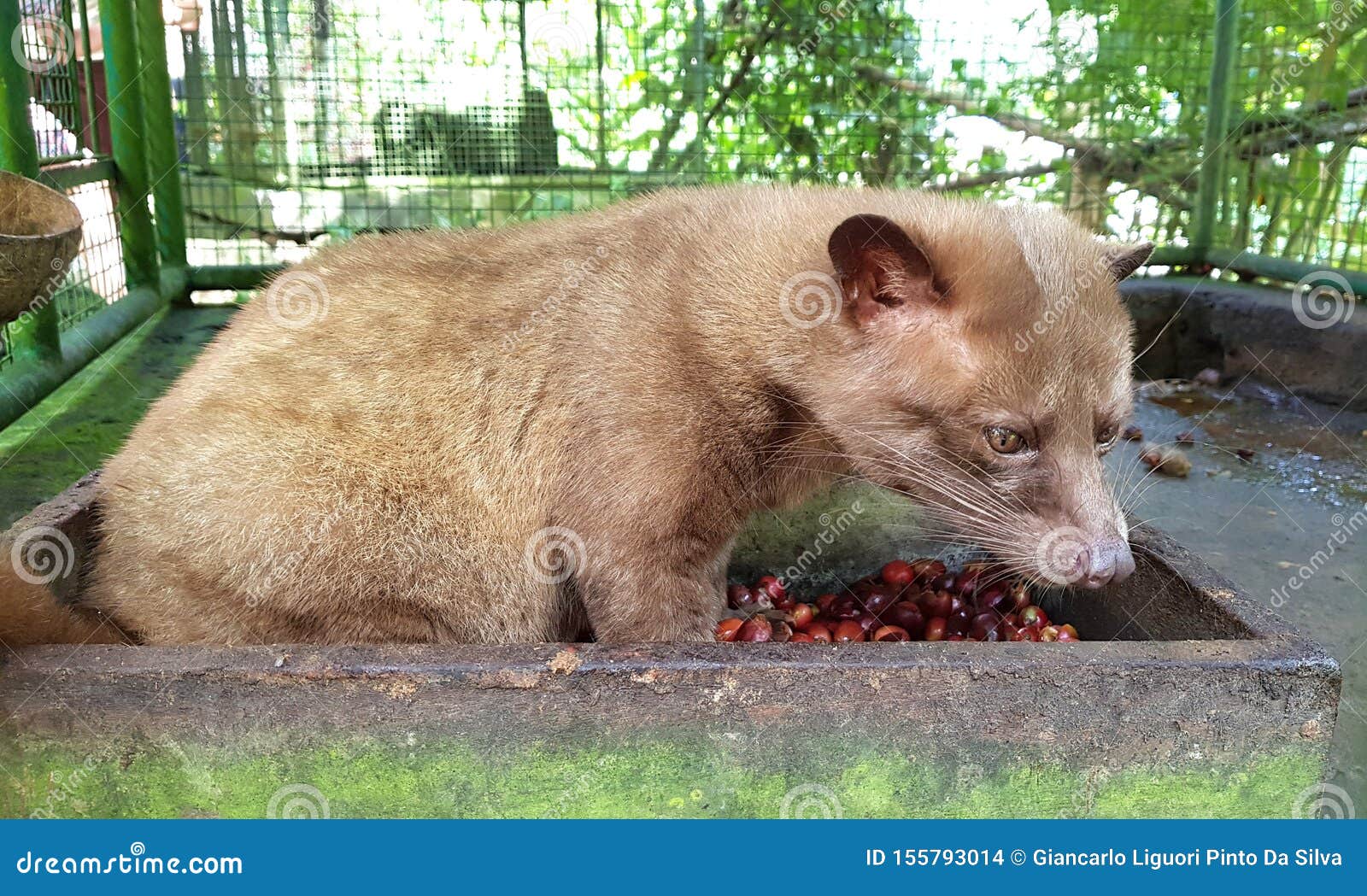 Luwak Eating Civet Coffee Bean Stock Photo - Image of drink, bali: 155793014