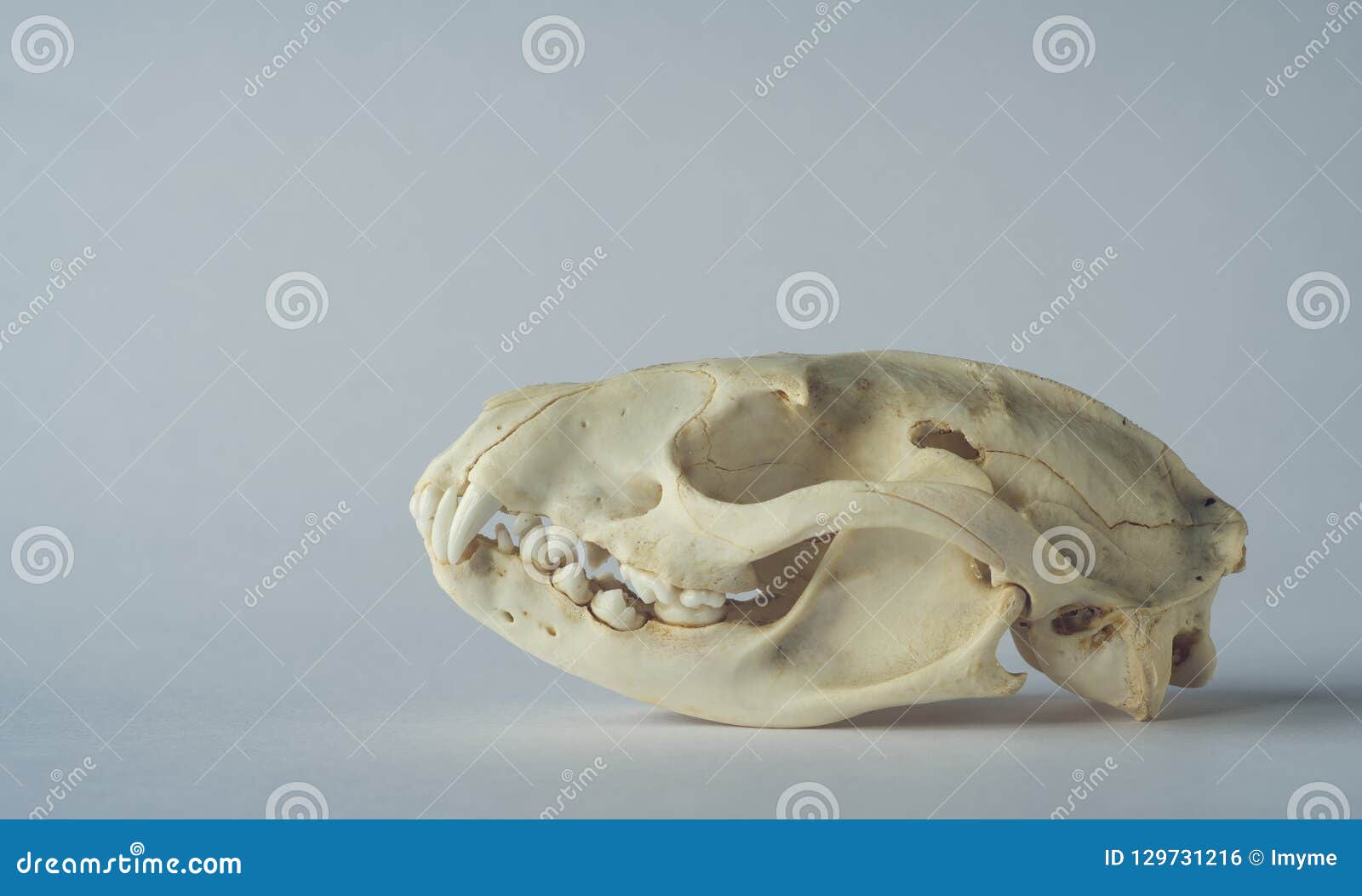 Skull of the stone marten 1 Real bone! Skull No