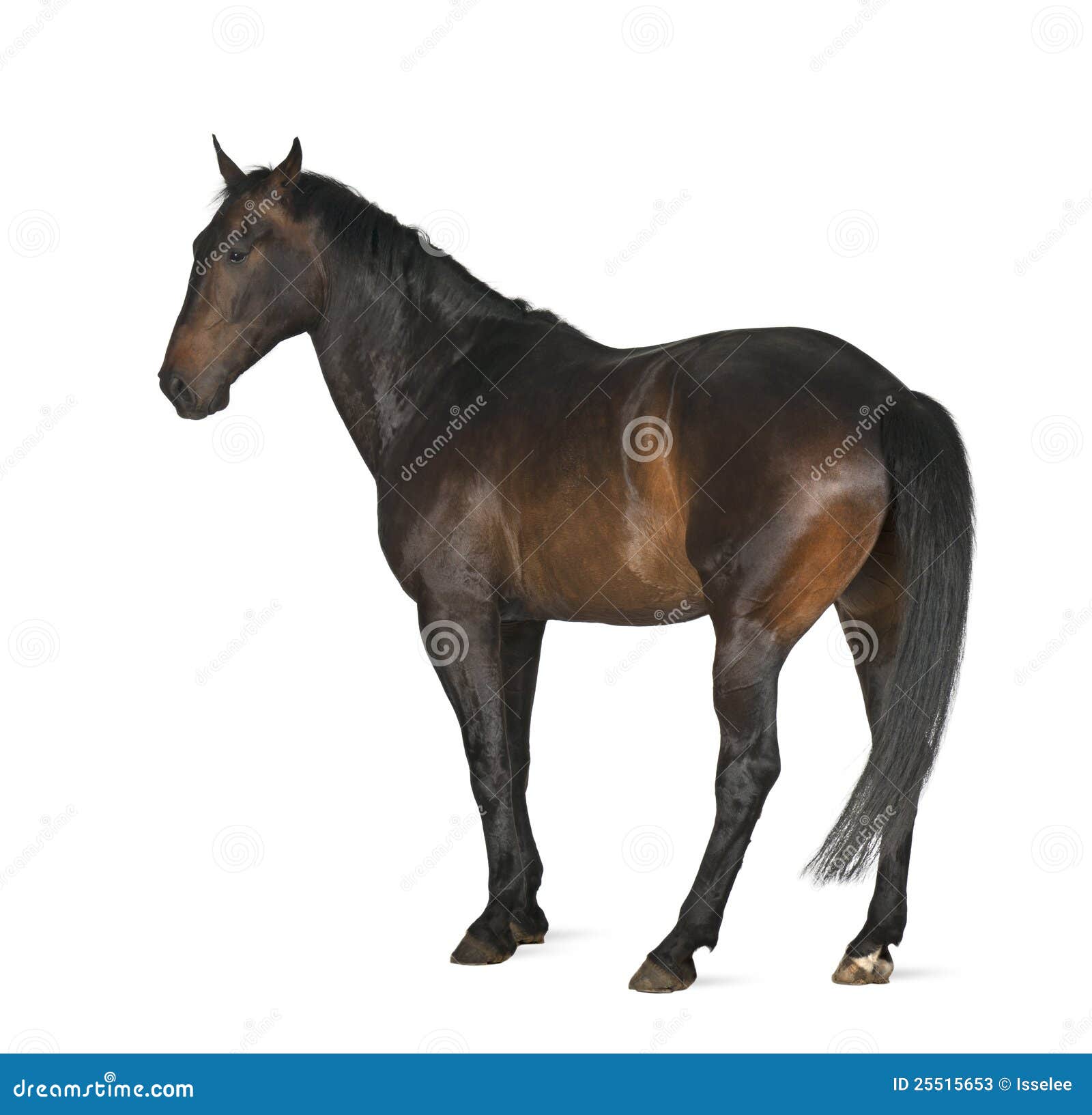 Luxemburger Warmblood, 5 Years Old, Horse Stock Image Image of