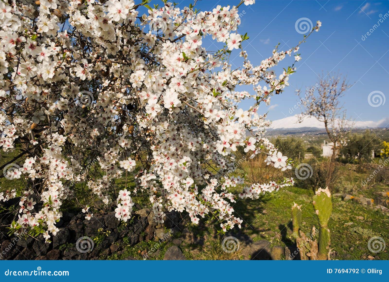 luxuriant flowering white