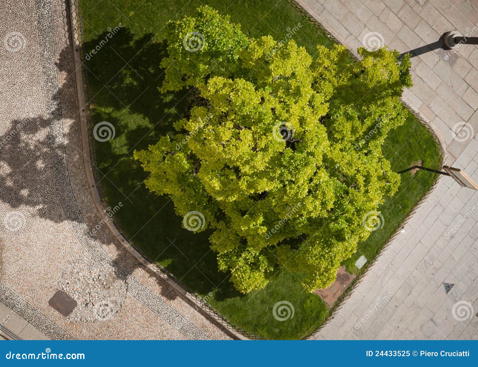 Luxuriant tree aerial view stock image Image of Luxuriant tree aerial view stock image Image of
