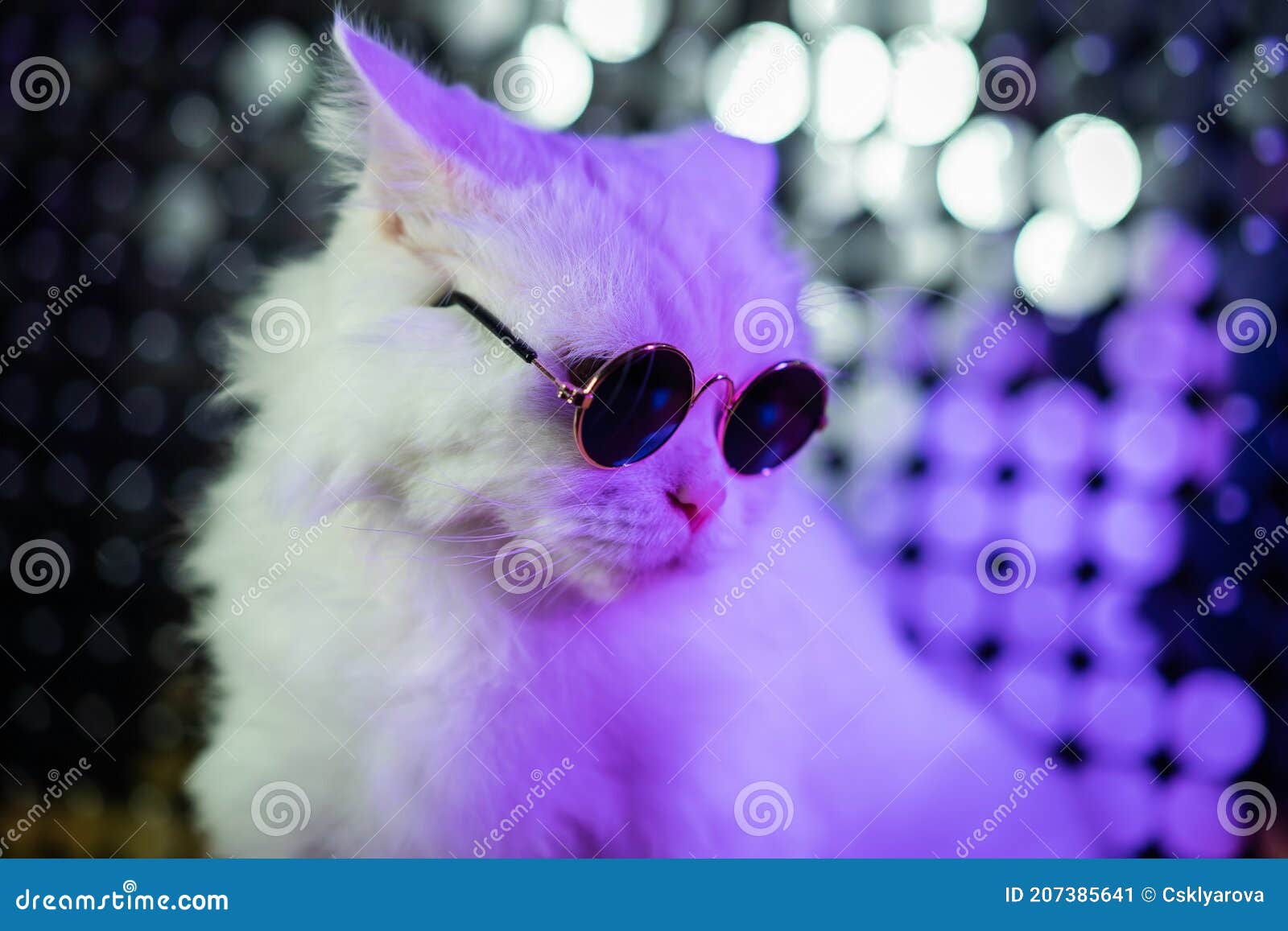 Very closeup view of amazing domestic pet in mirror round fashion  sunglasses is isolated on blue wall. Furry cat in studio. Animals, friends,  home concept. - Stock Image - Everypixel