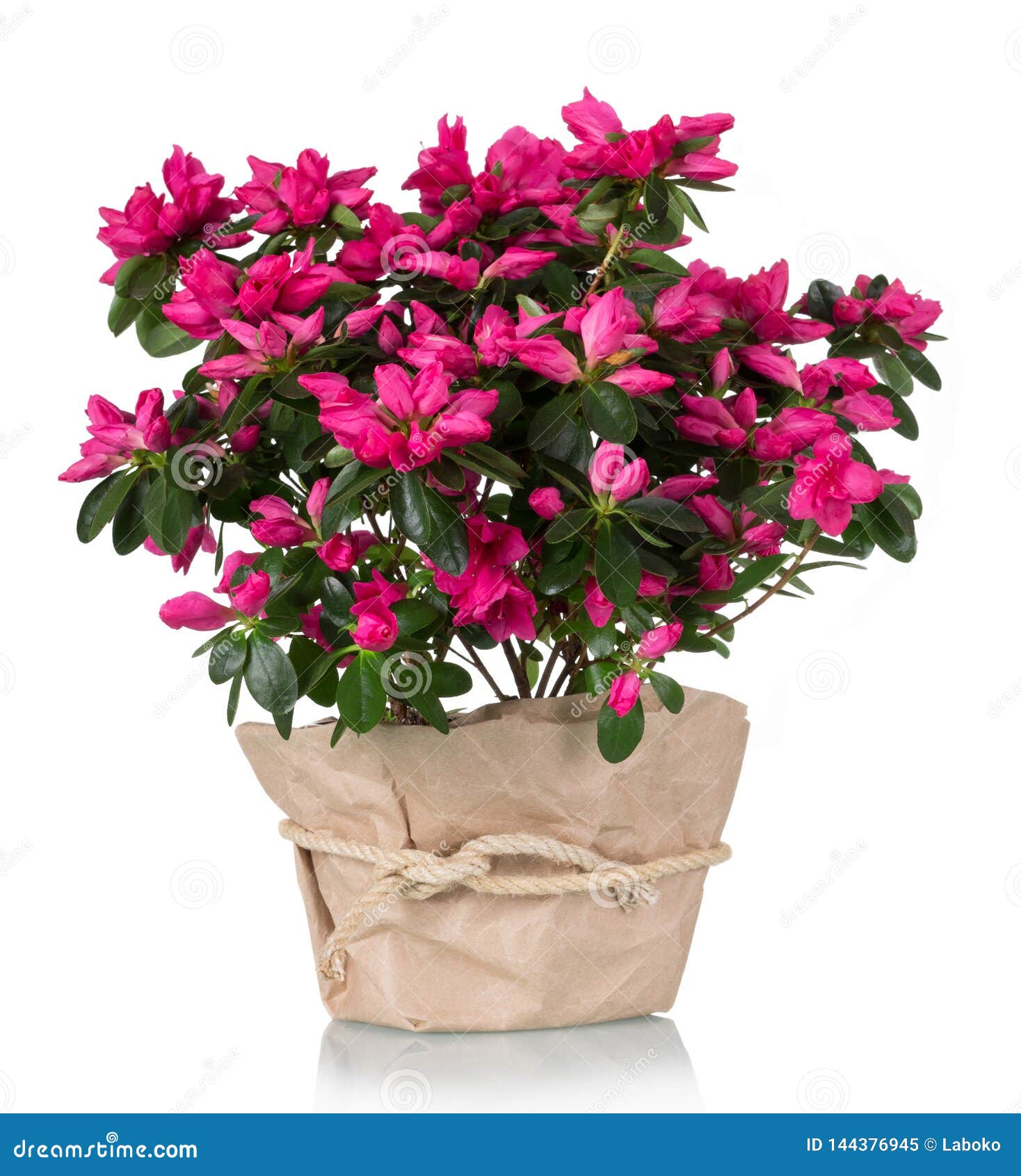 luxury azalea flower pink in pot  on white