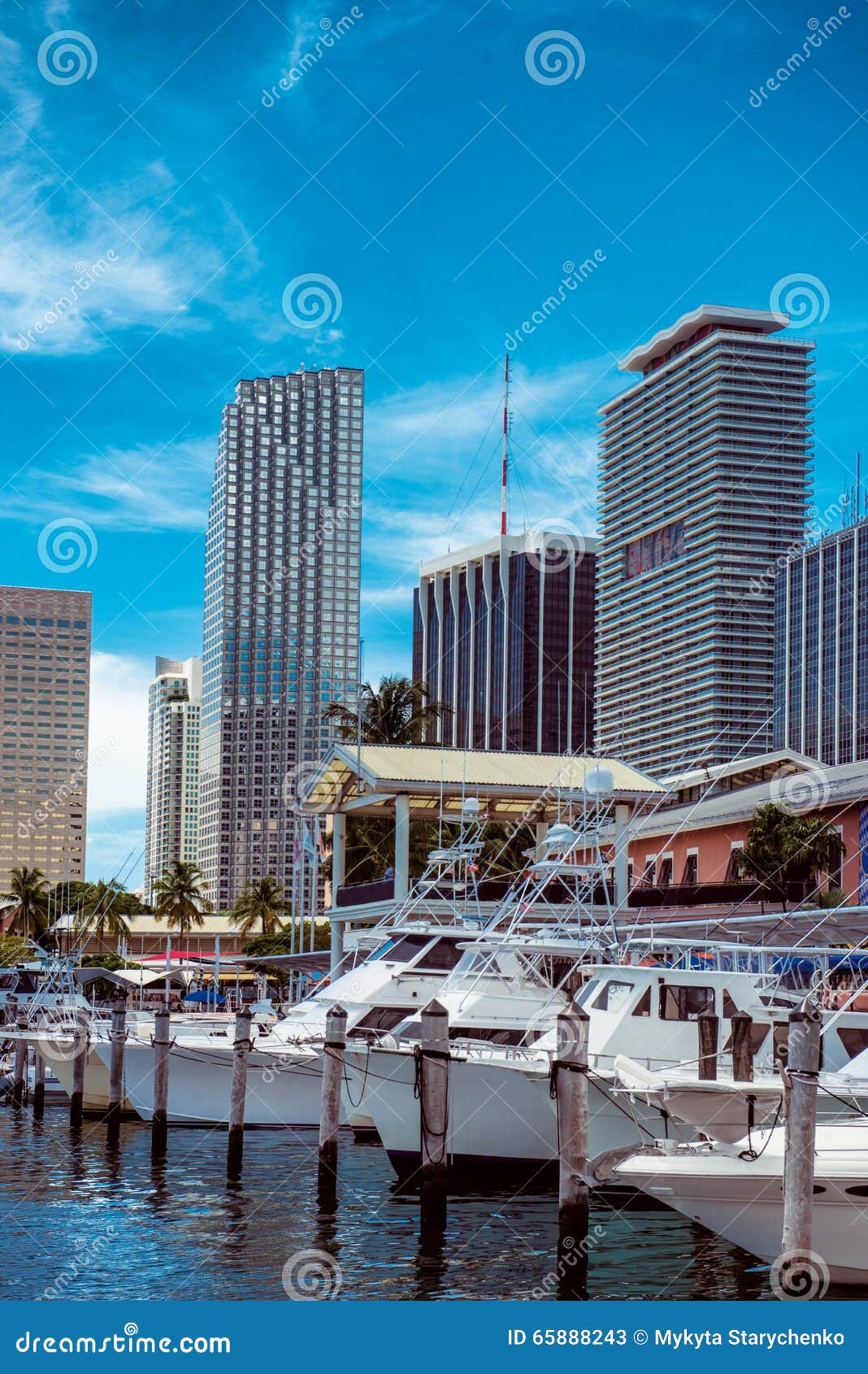 luxury yachts and skyscrapers at the bayside marina in miami