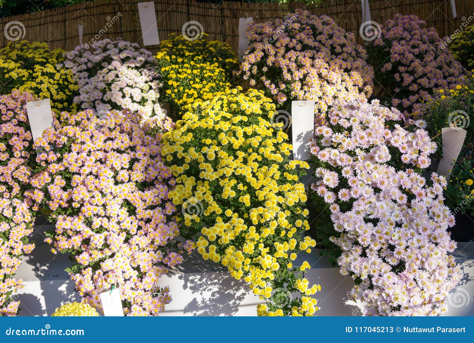 Luz Bonita - Flor Amarela Do Crisântemo/cravo-de-defunto Em Interno Imagem  de Stock - Imagem de margarida, flora: 117045213